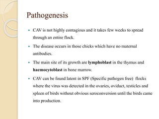 Pathogenesis
 CAV is not highly contagious and it takes few weeks to spread
through an entire flock.
 The disease occurs in those chicks which have no maternal
antibodies.
 The main site of its growth are lymphoblast in the thymus and
haemocytoblast in bone marrow.
 CAV can be found latent in SPF (Specific pathogen free) flocks
where the virus was detected in the ovaries, oviduct, testicles and
spleen of birds without obvious seroconversion until the birds came
into production.
 
