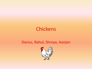 Chickens Darius, Rahul, Shreya, Aanjan 