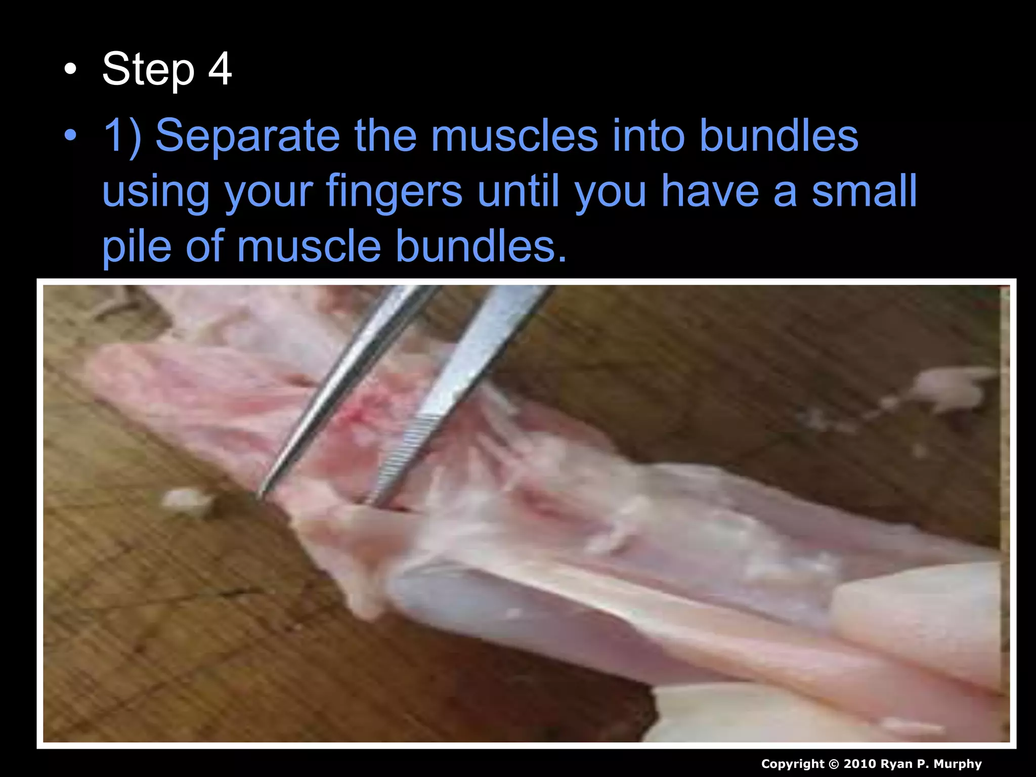 Chicken Leg Dissection PowerPoint, Muscular System, Skeletal System, PPT