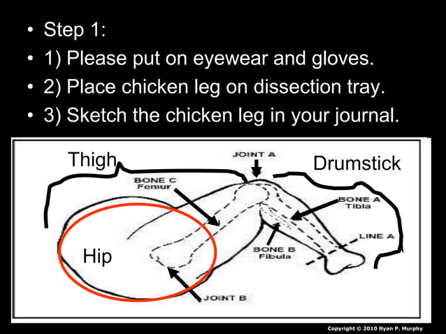 Chicken Leg Dissection PowerPoint, Muscular System, Skeletal System ...