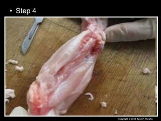 Chicken Leg Dissection PowerPoint, Muscular System, Skeletal System, | PPTX