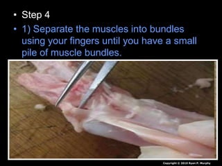 • Step 4
• 1) Separate the muscles into bundles
using your fingers until you have a small
pile of muscle bundles.
• 2) Look for tendons at the end of the
muscle bundles or still attached to the
bone.
– Record results in data table.
Copyright © 2010 Ryan P. Murphy
 