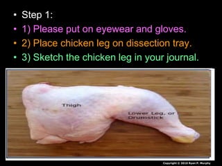 Chicken Leg Dissection PowerPoint, Muscular System, Skeletal System,