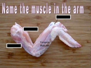 Chicken Leg Dissection PowerPoint, Muscular System, Skeletal System,