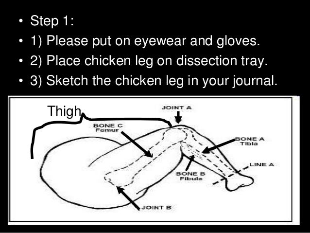 Chicken Leg Dissection PowerPoint, Muscular System, Skeletal System,