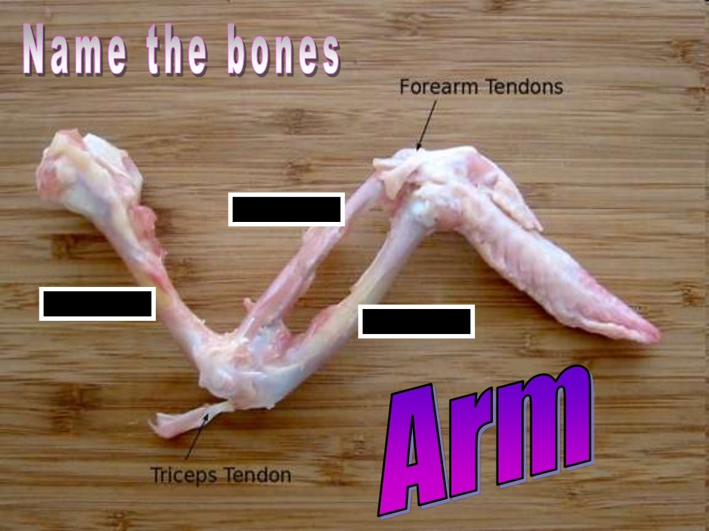 Chicken Leg Dissection PowerPoint, Muscular System, Skeletal System,