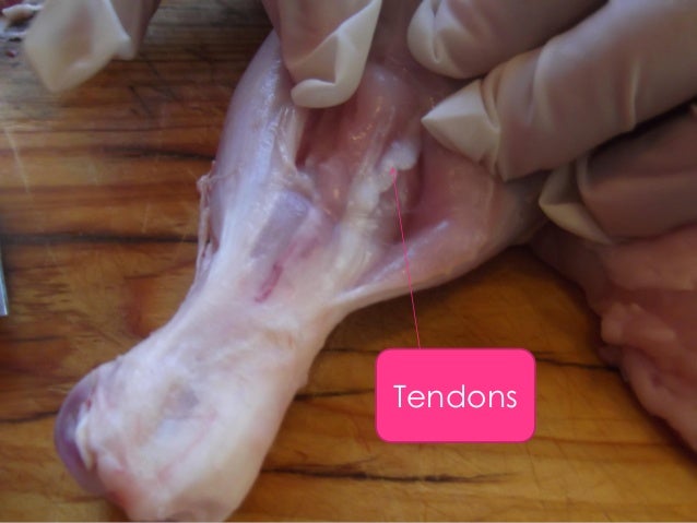 Chicken leg dissection. alumnos de 5º. victor corts y ... diagram duarte 