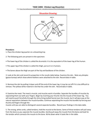 TASK CARD: Chicken Leg Dissection
From http://marshallteachers.sandi.net/teacher_sites/gillum/skeleton/chicken%20leg%20dissection/chixlegdissection.html
Dissection Drawing:
Procedure:
1. Place the chicken leg quarter on a dissecting tray
2. The following parts are present in the specimen:
• The lower leg of the chicken is called the drumstick. It is the equivalent of the lower leg of the human.
• The upper leg of the chicken is called the thigh, just as it is in humans.
• The bones above the thigh are part of the hip and backbone of the chicken.
3. Look at the skin and record its properties in the results table below. Examine the skin. Note any dimples
(goose bumps) which show where feathers were attached to the skin. Record data in table.
3. Remove the skin by pulling it down and off the end of the lower leg. It may be cut off if it is too difficult to
remove. The yellow-white material is fat that lies under the skin. Record data in table.
4. Examine the meat. The meat is muscle, and muscles work in bundles. Separate the bundles of muscles by
separating them out with your fingers. Begin by inserting your thumb into the muscle of the lower leg. You
will need to push forcefully through the shiny lining (called fascia) over the muscle, but it will give way at the
natural separations between the muscle bundles. Continue separating the muscle into bundles by forcing your
thumb and fingers through the
muscle until you are able to distinguish several separate bundles. Record your findings in the data table.
5. The strong, white cords, called tendons, hold the muscle to the bones. Some of these tendons will pull away
from the bone as you separate the muscle bundles. Gently pull away the muscle from the bone and look for
the tendon which connects the muscle to the bone. Write down what it looks like in the table.
 