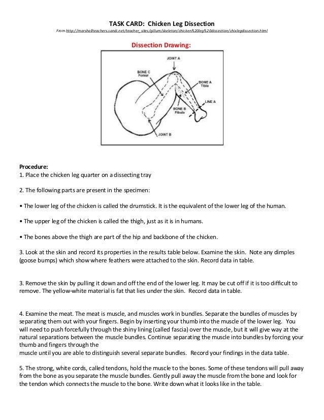Chicken Leg Dissectiontaskcard