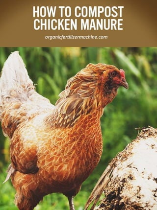 Chicken manure fertilizer