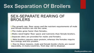 Sex Separation Of Broilers
Poultryanubhav.com
 