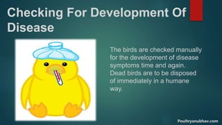 Checking For Development Of
Disease
The birds are checked manually
for the development of disease
symptoms time and again.
Dead birds are to be disposed
of immediately in a humane
way.
Poultryanubhav.com
 