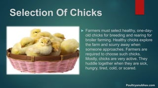 Selection Of Chicks
 Farmers must select healthy, one-day-
old chicks for breeding and rearing for
broiler farming. Healthy chicks explore
the farm and scurry away when
someone approaches. Farmers are
required to choose such chicks.
Mostly, chicks are very active. They
huddle together when they are sick,
hungry, tired, cold, or scared.
Poultryanubhav.com
 