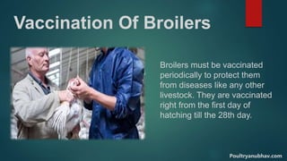 Vaccination Of Broilers
Broilers must be vaccinated
periodically to protect them
from diseases like any other
livestock. They are vaccinated
right from the first day of
hatching till the 28th day.
Poultryanubhav.com
 