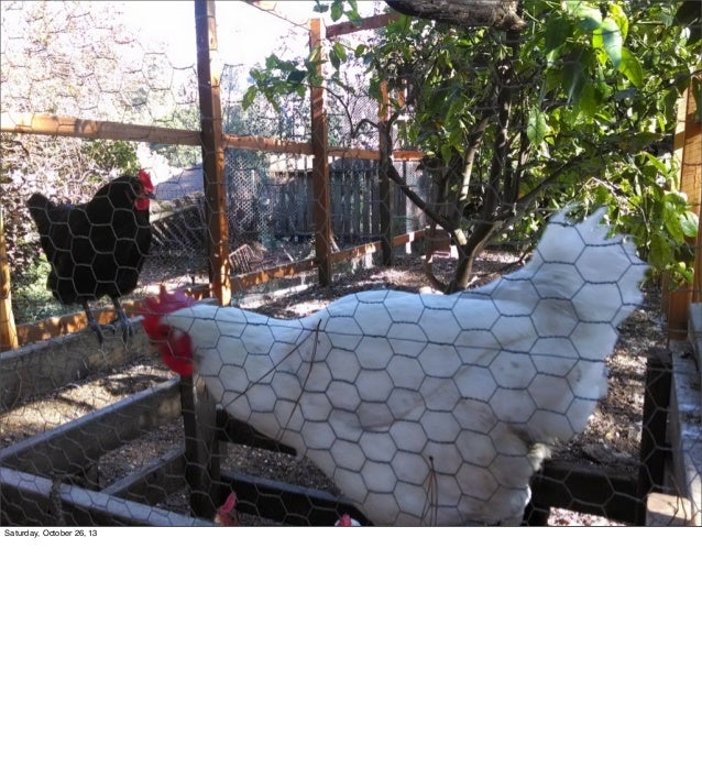 From Chicken Coop To Chicken Palace Pdf With Notes
