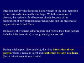 infection may involve localized blood vessels of the skin, resulting
in necrosis and epidermal hemorrhage. With the evolution of
disease, the vesicular fluid becomes cloudy because of the
recruitment of polymorphonuclear leukocytes and the presence of
degenerated cells and fibrin.
Ultimately, the vesicles either rupture and release their fluid (which
includes infectious virus) or are gradually reabsorbed.
During chickenpox, (Presumably), the virus infects dorsal root
ganglia where it remains latent and establishes lifelong residence
(latent infection) until reactivated.