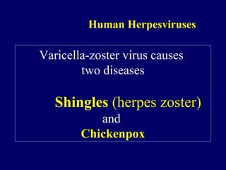 Human Herpesviruses
Varicella-zoster virus causes
two diseases
Shingles (herpes zoster)
and
Chickenpox