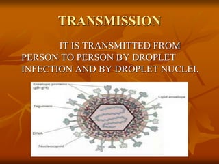 TRANSMISSION
IT IS TRANSMITTED FROM
PERSON TO PERSON BY DROPLET
INFECTION AND BY DROPLET NUCLEI.
 