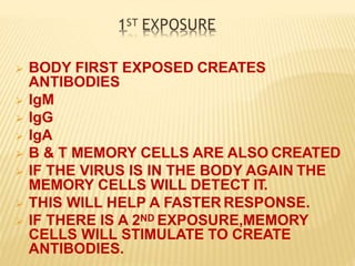 1ST EXPOSURE
 BODY FIRST EXPOSED CREATES
ANTIBODIES
 IgM
 IgG
 IgA
 B & T MEMORY CELLS ARE ALSO CREATED
 IF THE VIRUS IS IN THE BODY AGAIN THE
MEMORY CELLS WILL DETECT IT.
 THIS WILL HELP A FASTER RESPONSE.
 IF THERE IS A 2ND EXPOSURE,MEMORY
CELLS WILL STIMULATE TO CREATE
ANTIBODIES.
 