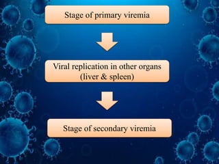 Stage of primary viremia
Viral replication in other organs
(liver & spleen)
Stage of secondary viremia
 
