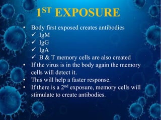 • Body first exposed creates antibodies
 IgM
 IgG
 IgA
 B & T memory cells are also created
• If the virus is in the body again the memory
cells will detect it.
• This will help a faster response.
• If there is a 2nd exposure, memory cells will
stimulate to create antibodies.
1ST EXPOSURE
 
