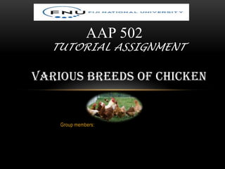 Group members:
AAP 502
TUTORIAL ASSIGNMENT
VARIOUS BREEDS OF CHICKEN
 