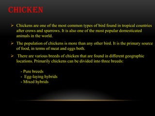 CHICKEN
 Chickens are one of the most common types of bird found in tropical countries
after crows and sparrows. It is al...