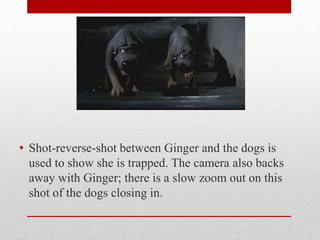 • Shot-reverse-shot between Ginger and the dogs is
used to show she is trapped. The camera also backs
away with Ginger; there is a slow zoom out on this
shot of the dogs closing in.
 