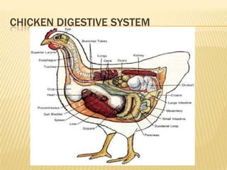 Chickens | PPTX