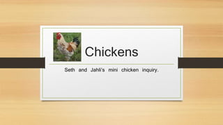 Chickens
Seth and Jahli’s mini chicken inquiry.
 