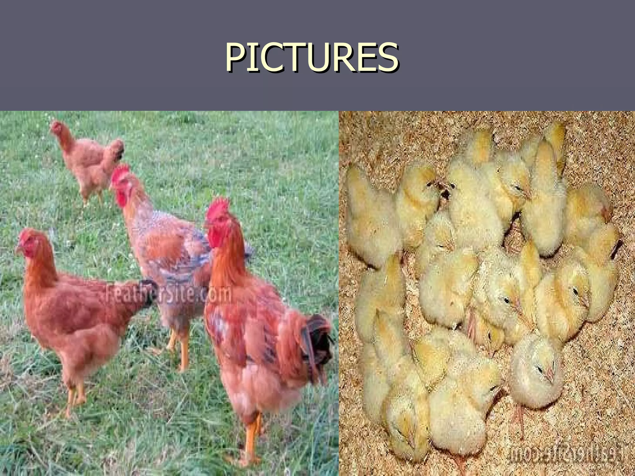 ChickensJesse PPT