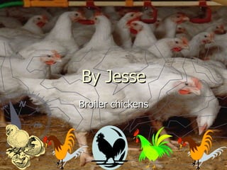 By Jesse Broiler chickens 
