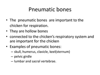 Pneumatic bones
• The pneumatic bones are important to the
  chicken for respiration.
• They are hollow bones
• connected to the chicken’s respiratory system and
  are important for the chicken
• Examples of pneumatic bones:
  – skull, humerus, clavicle, keel(sternum)
  – pelvic girdle
  – lumbar and sacral vertebrae.
 