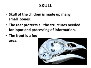SKULL
• Skull of the chicken is made up many
  small bones.
• The rear protects all the structures needed
  for input and processing of information.
• The front is a food procuring and handling
  area.
 