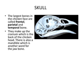 SKULL
• The largest bones in
  the chicken face are
  called frontal,
  parietal and
  temporal bone.
• They make up the
  cranium which is the
  back of the chicken
  head. There is also a
  mandible which is
  another word for
  the jaw bone.
 