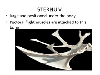 STERNUM
• large and positioned under the body
• Pectoral flight muscles are attached to this
  bone
 