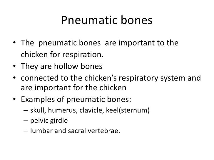 Chicken skull and sternum