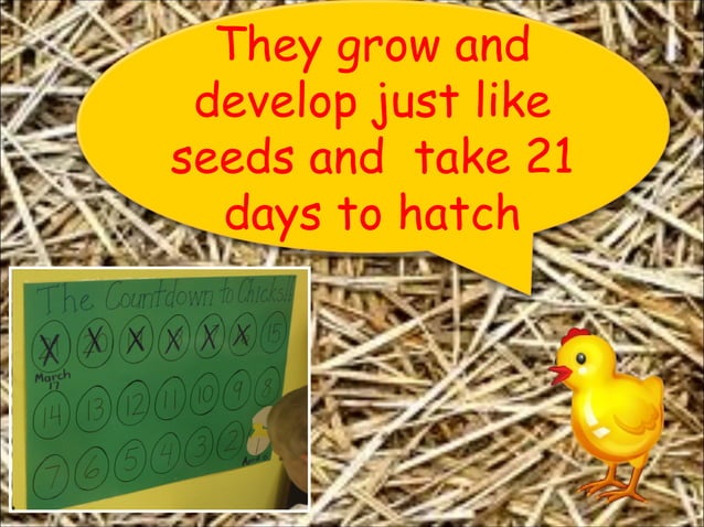 Chickens Life Cycle