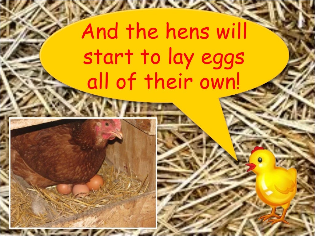 Chickens Life Cycle