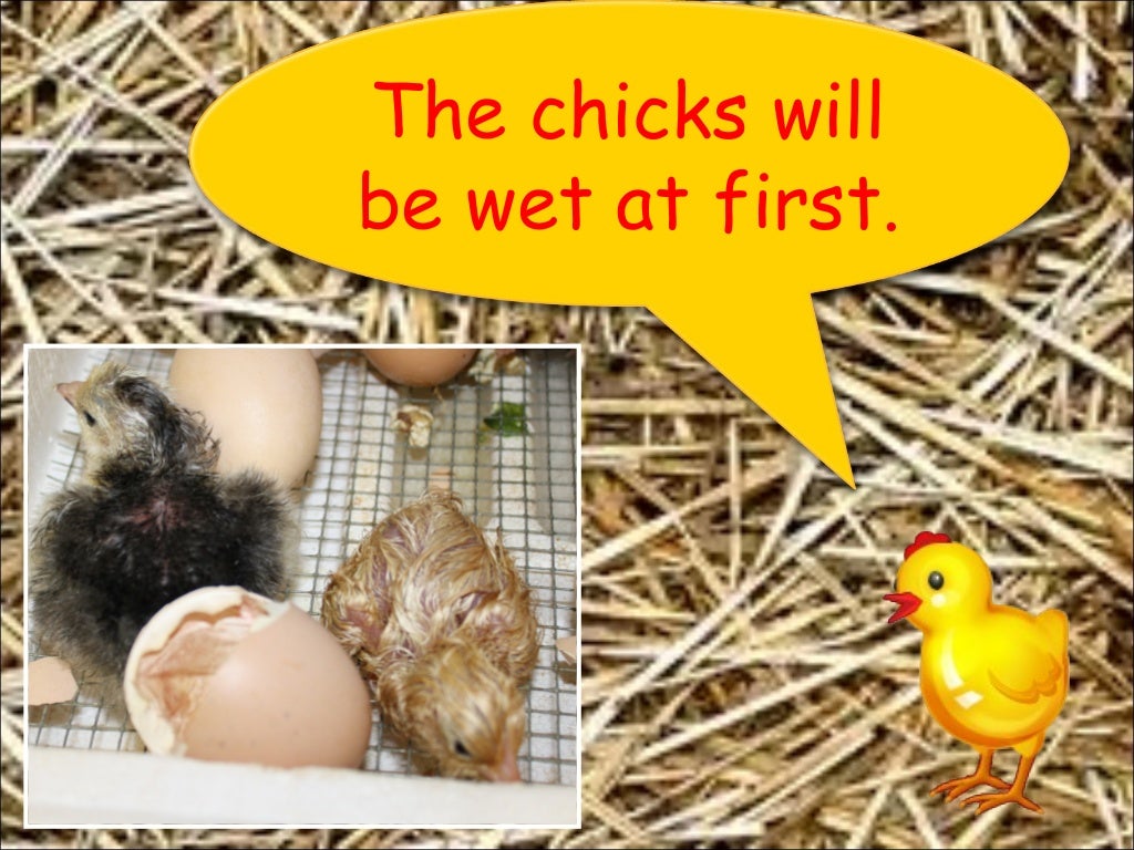 Chickens Life Cycle