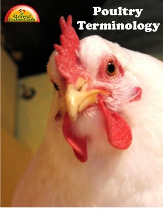 Poultry
Terminology
 