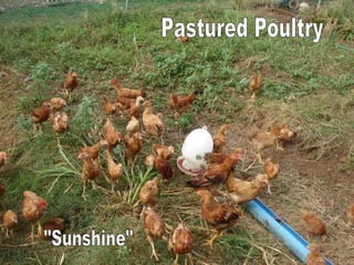 &quot;Sunshine&quot; Pastured Poultry 