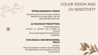 Chicken Vision.pdf file about the anatomy of chicken eyes | PDF