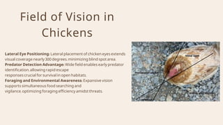 Chicken Vision.pdf file about the anatomy of chicken eyes | PDF