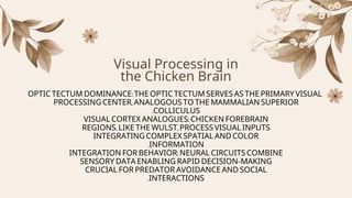Chicken Vision.pdf file about the anatomy of chicken eyes | PDF