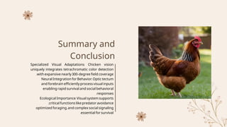 Chicken Vision.pdf file about the anatomy of chicken eyes | PDF