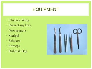 EQUIPMENT
• Chicken Wing
• Dissecting Tray
• Newspapers
• Scalpel
• Scissors
• Forceps
• Rubbish Bag

 