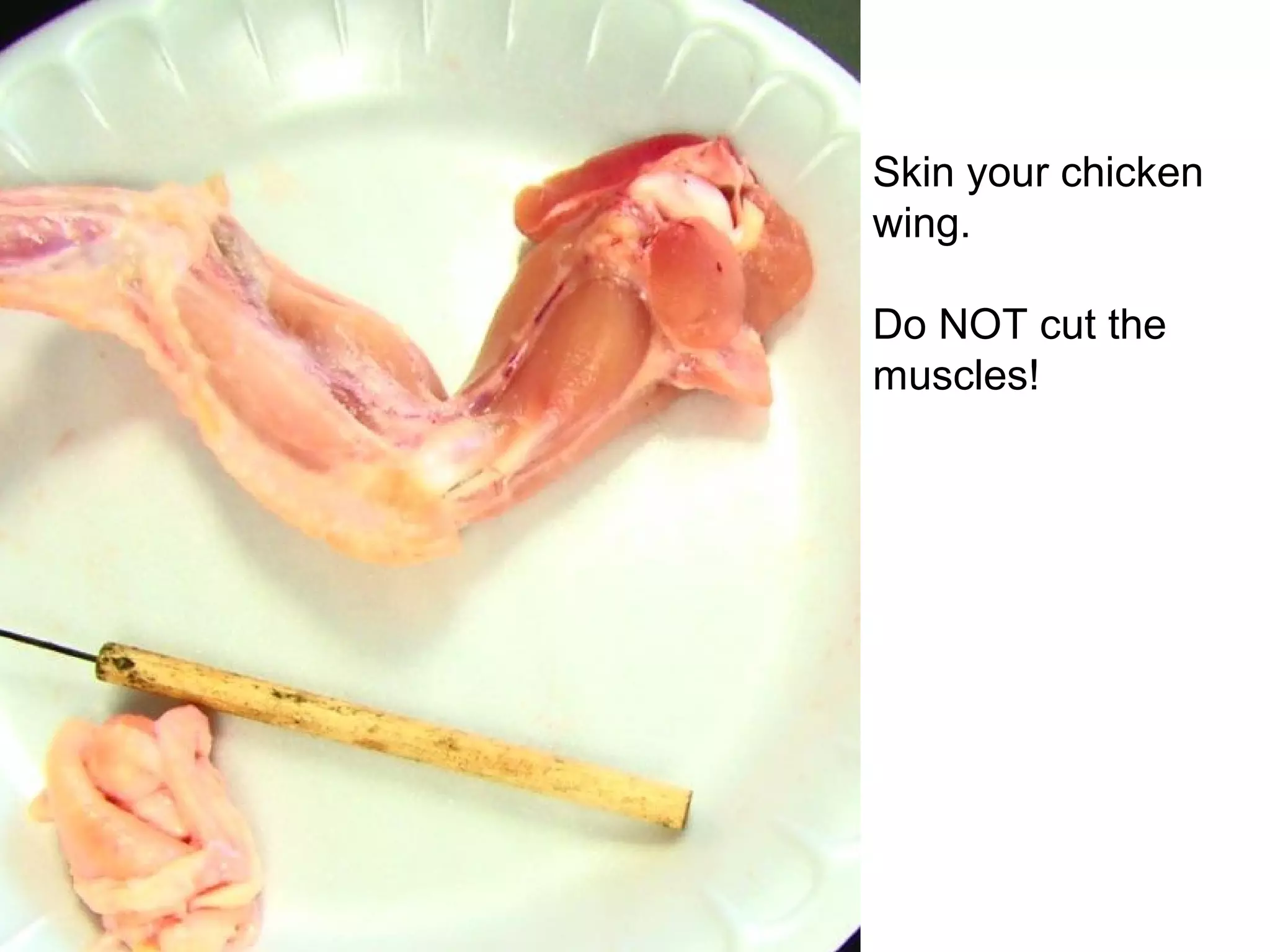 Skin your chicken
wing.
Do NOT cut the
muscles!
 