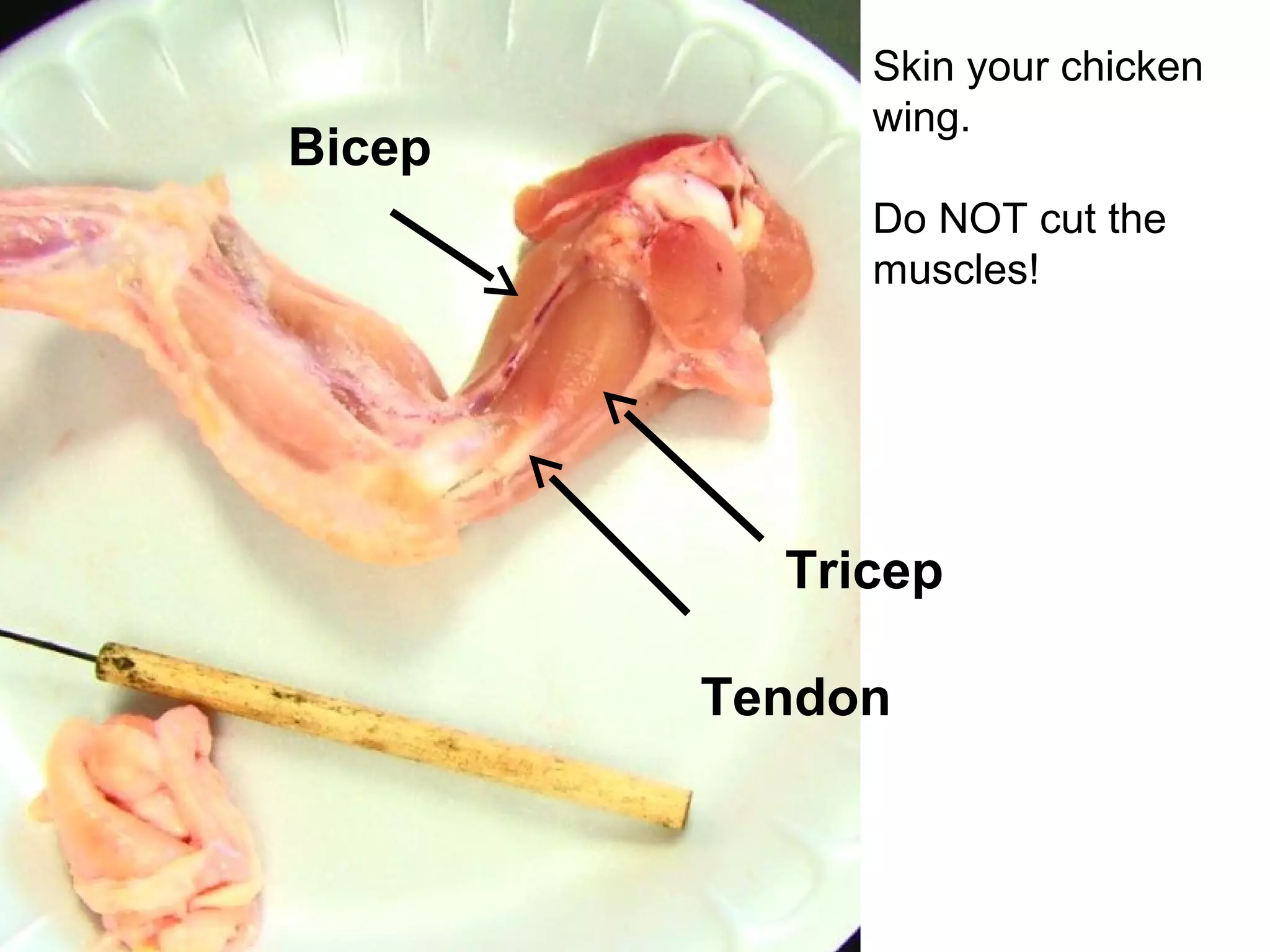 Skin your chicken
wing.
Do NOT cut the
muscles!
Bicep
Tricep
Tendon
 