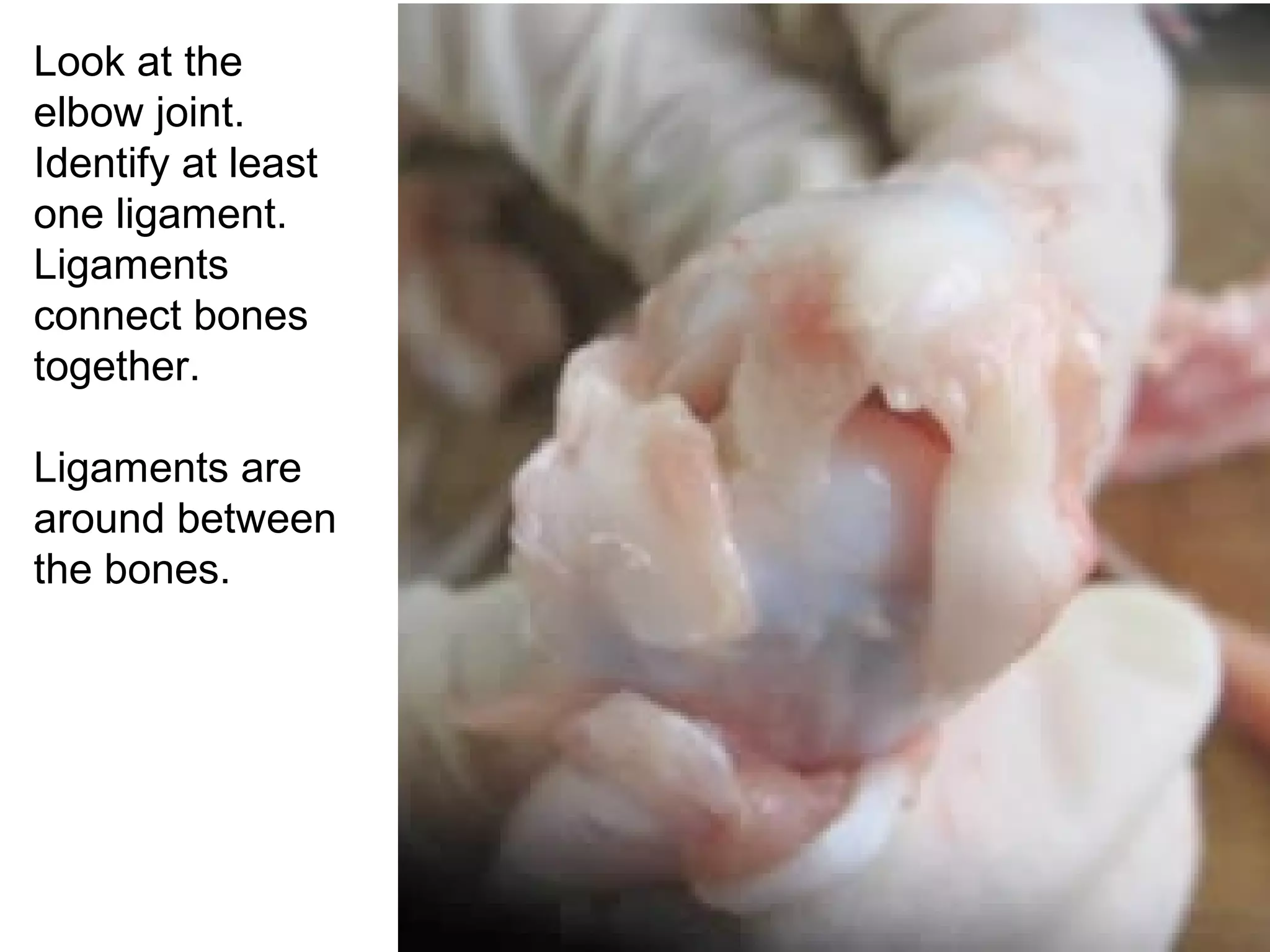 Look at the
elbow joint.
Identify at least
one ligament.
Ligaments
connect bones
together.
Ligaments are
around between
the bones.
 